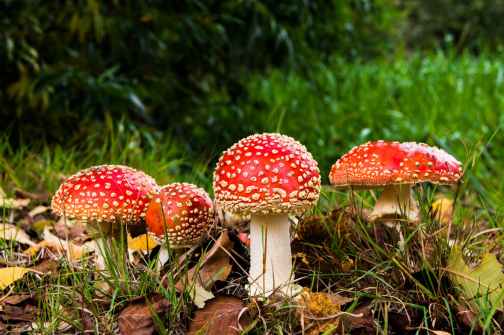 matryoshka-red-fly-agaric-mushroom-mushrooms-forest.jpg
